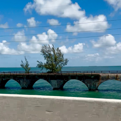 Fred the Tree Fred the Tree on the Seven Mile Bridge in the Florida Keys