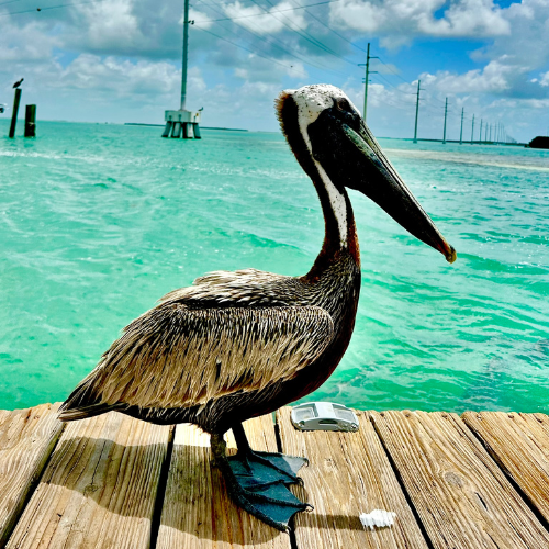 Pelican at Robbies of Islamorada<br />
