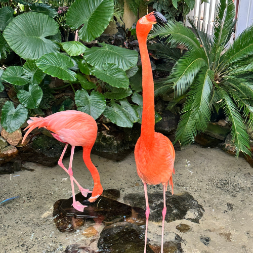 Rhett and Scarlett at the Key West Butterfly & Nature Conservatory